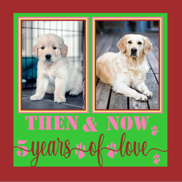 Then and Now 5 Years of Love pet photo design with customizable years for anniversary displays and keepsakes